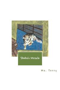 Sheba's Miracle