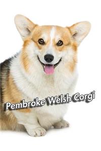 Pembroke Welsh Corgi