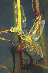 Darner Dragonflies Lined Journal for daily thoughts notebook Lovely Lake Arrowhead Photograph
