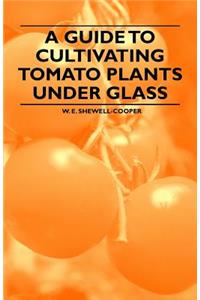 Guide to Cultivating Tomato Plants Under Glass