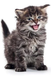 Siberian Kitten Summer Notebook & Journal. Productivity Work Planner & Idea Notepad