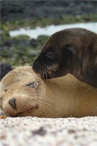 Adorable Seals Animal Journal