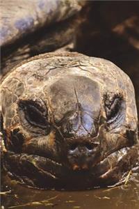 Galapagos Tortoise Checking You Out Journal