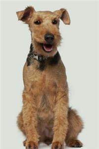 Welsh Terrier