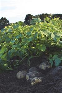 Potatoes on the Ground Journal