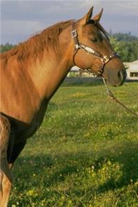 Journal Nursing Foal Equine Horse