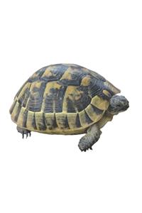 Schildkröte - Meer Schütze den Ozean Notizbuch, Notizblock, 120 Seiten, Souvenir Geschenk Buch, auch als Dekoration geeignet zum Geburtstag oder Weihnachten