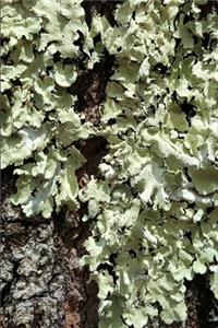 2020 Daily Planner Moss Tree Bark Photo 388 Pages