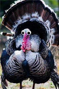Googly Eye Turkey Journal