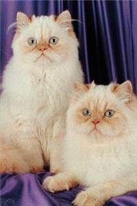 2020 Weekly Planner Two White Cats Photo 134 Pages