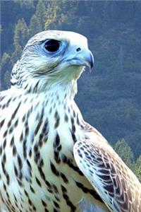 Hybrid White Gyrfalcon and Saker Falcon Journal