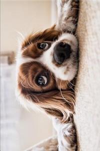 Dog in Need of Love