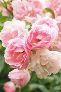 Beautiful Pink Roses Growing in a Colorado Garden Journal