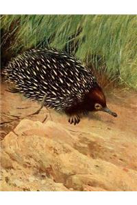 Anteater Notebook 150 lined pages 8.5 x 11 glossy softcover