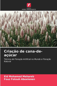 Criação de cana-de-açúcar