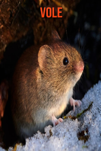 Vole