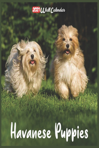 Havanese Puppies 2021 Wall Calendar