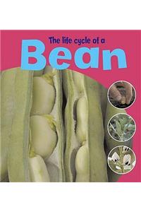 The Life Cycle Of A Bean