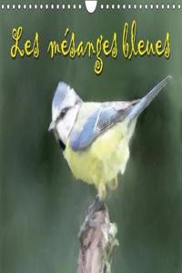 Les Mesanges Bleues 2018