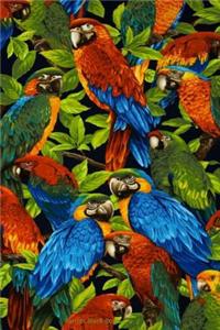Parrots Blank Book