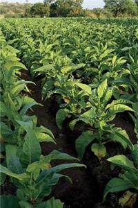 Tobacco Plants Farm Field Journal