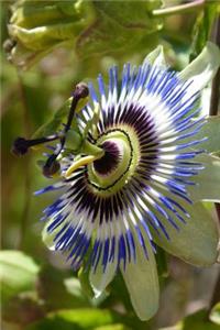 Blue Passion Flower (Passiflora Caerulea) Journal