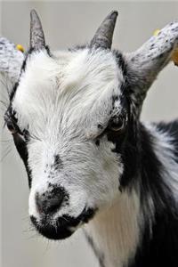 Hello Cute Little Black and White Goat Journal