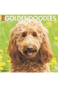 Just Goldendoodles 2020 Wall Calendar (Dog Breed Calendar)