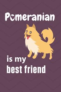 Pomeranian is my best friend