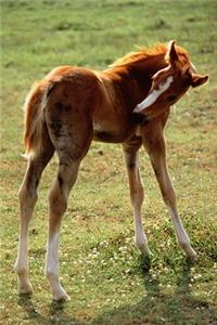 2020 Daily Planner Horse Photo Equine Itchy Foal 388 Pages