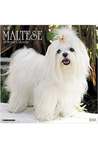 Just Maltese 2018 Wall Calendar (Dog Breed Calendar)
