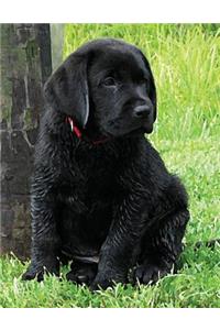 Black Labrador Puppy Calendar Notebook