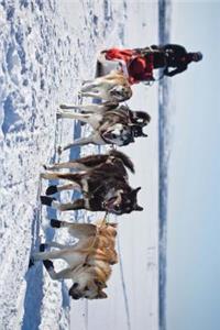 An Alaskan Dog Sled Team Journal