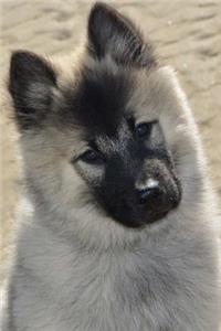 Curious Eurasier Pup Dog Journal