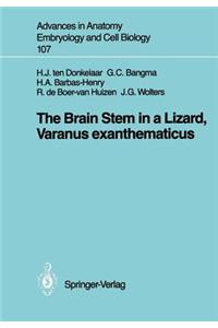Brain Stem in a Lizard, Varanus Exanthematicus