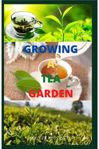 Growing a Tea Garden