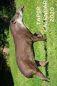 Tapir Calendar 2020
