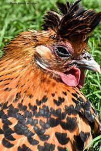 Poule Carnet de notes