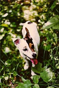 Jack Russell Puppy Lovers Journal