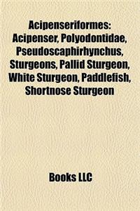 Acipenseriformes: Polyodontidae, Sturgeons, Pallid Sturgeon, White Sturgeon, Paddlefish, Shortnose Sturgeon, Atlantic Sturgeon, Gulf Stu