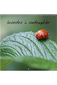 Insectes a Contempler 2018