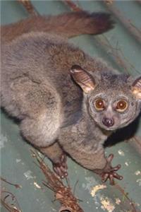 The Galago aka Bushbaby Journal
