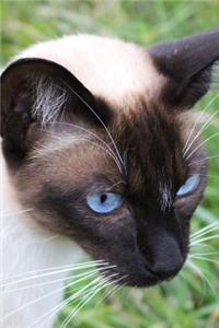 Sweet Seal-Point Siamese Cat Pet Journal