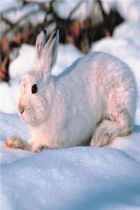 Journal Cute White Bunny Lies In Snow