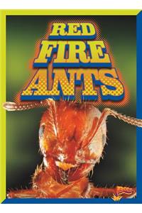 Red Fire Ants