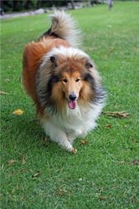 Rough Collie Running in the Grass Journal
