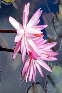 A Pair of Pretty Pink Water Lilies Journal