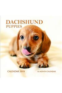 Dachshund Puppies Calendar 2019
