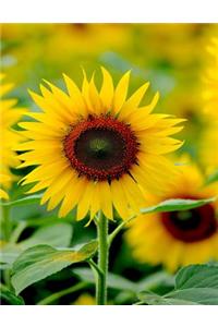 Sunflower Notebook