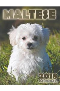 Maltese 2018 Calendar (UK Edition)